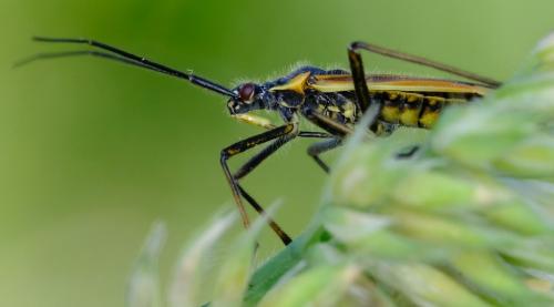Leptopterna dolabrata